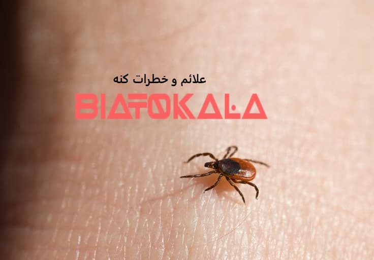 گال و کنه روی پوست 